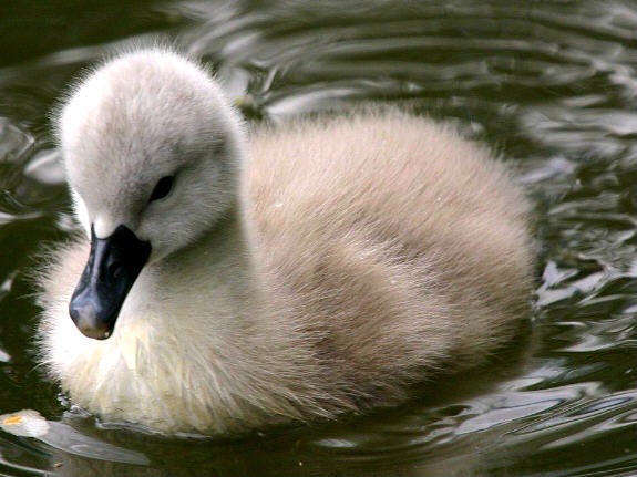 baby-swan-baby-animals-19796021-575-431