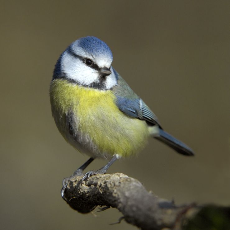 Blue_tit