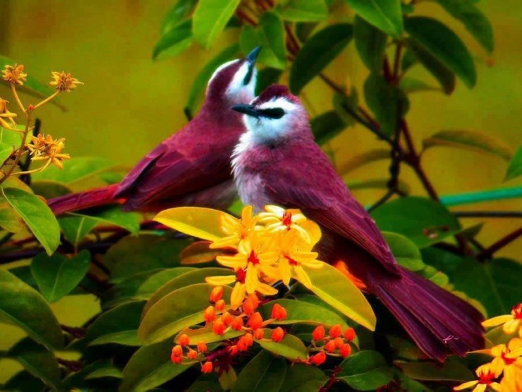 colorful-birds