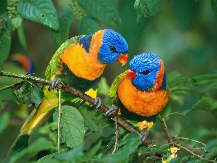 colorful-tropical-wallpapers-hd-beautiful-tropical-colorful-birds-in-tree-picture-animal-pictures-beautiful
