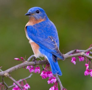 Eastern_Bluebird17_Glenda_Simmons_FL_2012-300x295