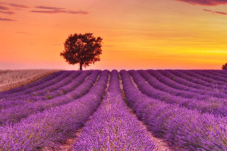 english-lavender-field-with-tree-at-sunset-valensole-valensole-plateau-alpes-de-haute-provence-provence-alpes-cote-d-azur-provence-france-martin-ruegner