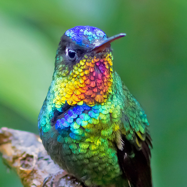 Fiery-throated_Hummingbird_detail-Joseph_f_Pescatore