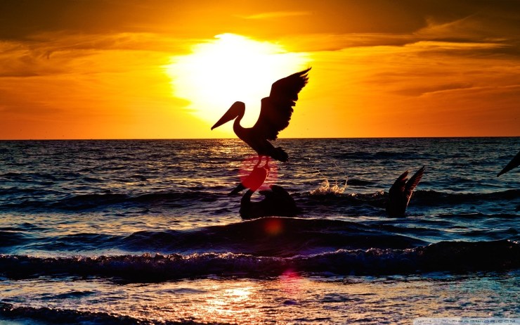 HD-pelican-wallpaper