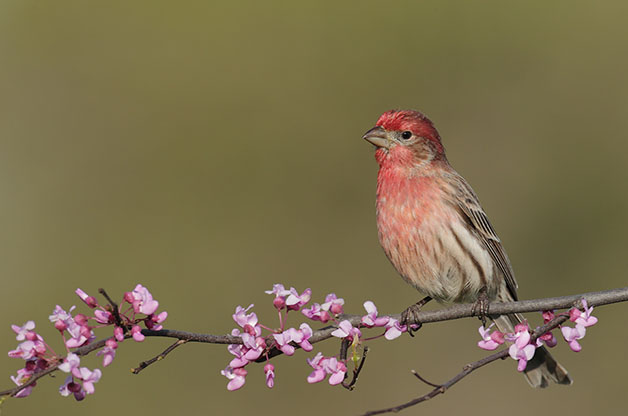 House-Finch-Male1