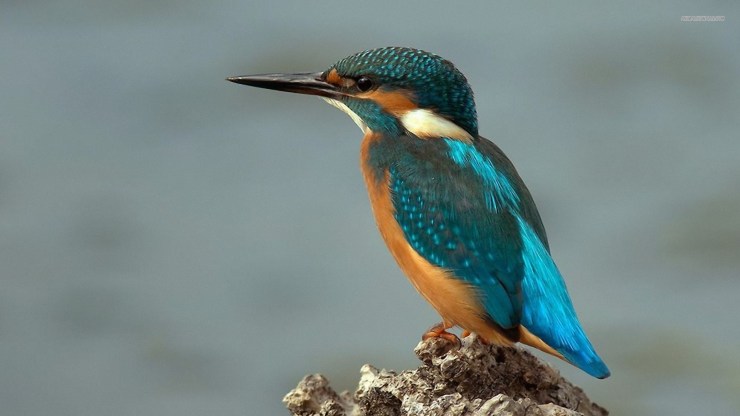 hummingbird-1106-1920x1080