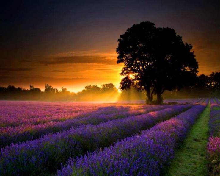 lavender-fields-at-sunset