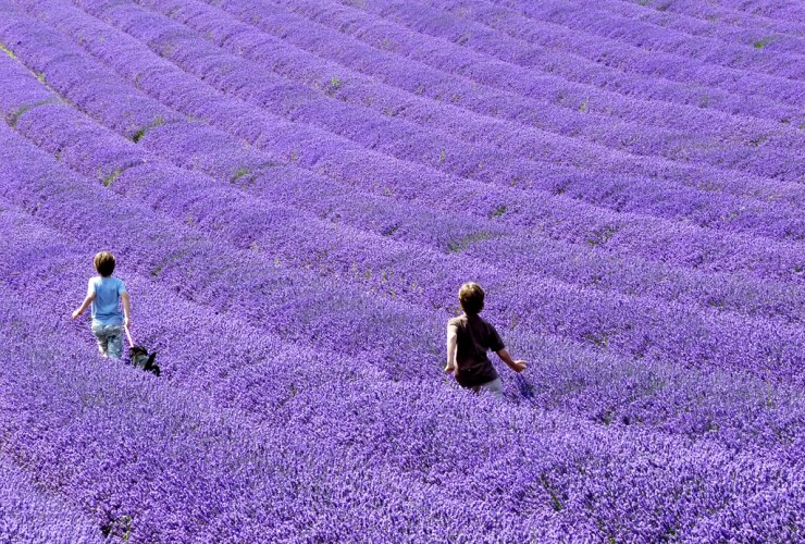 lavender-fields-children