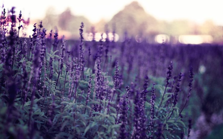 sunset-lavender-field-1920x1200