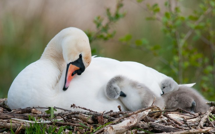swan-with-ducklings-315573