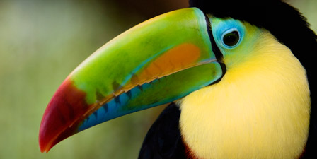 tropical-birds-4687