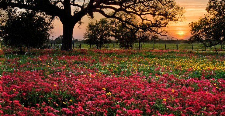 Wildflower blooms in South Texas.