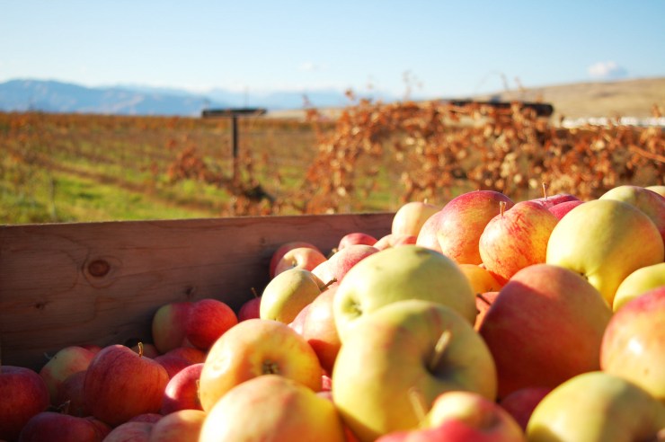 ApplesWaitingtobePressed-visit-yakima