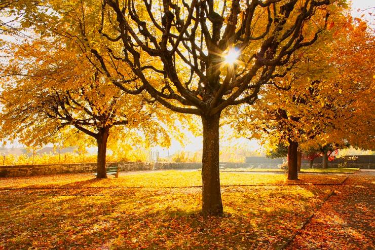 autumn-trees-sunny-day-ewa-ciebie