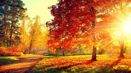 autumn_woods_road_nature_fall_splendor_hd-wallpaper-1888147