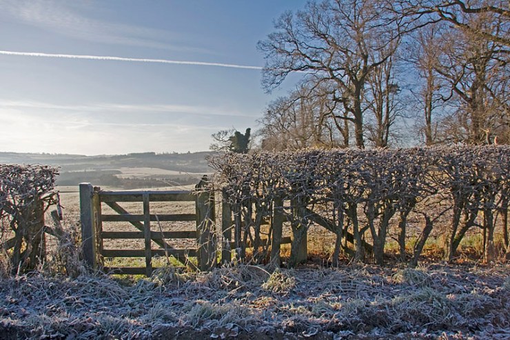 Frosty morning