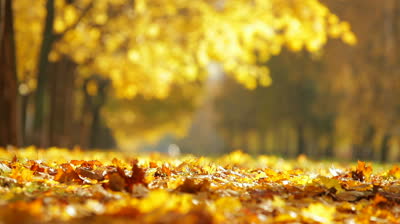 stock-footage-autumn-city-park-on-a-sunny-day
