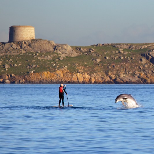 Dolphin_at_Dalkey_Island
